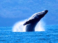 Mexico travel sometimes includes seeing Humpback whales breaching Life in a boat brought us to see breaching whales
