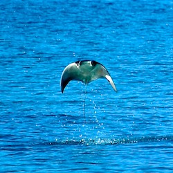 Cruise Mexico and see lots of leaping manta rays Life in a boat sometimes includes leaping manta rays