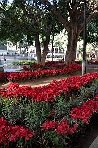 Poinsettias and trees in the Zocalo in Oaxaca, Mexico