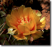 Cactus flower, Natural Bridges National Monument