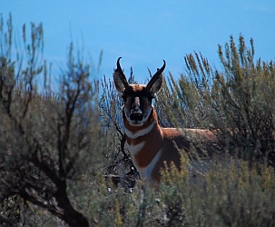 Pronghorn Antelope in Wyoming.