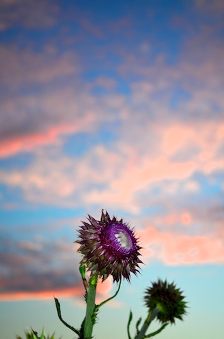 Thistle at Sunset