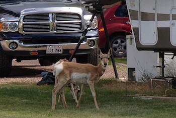 Pronghorn Antelope at Lucerne Valley Campground