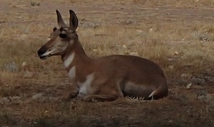 Pronghorn antelope at Lucerne Valley Campground in Flaming Gorge, Wyoming