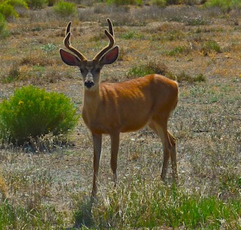 Pinedale, Wyoming, Deer