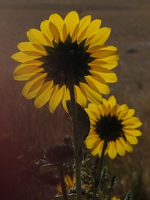 Sunflowers spotted while boondocking in Dillon, MT