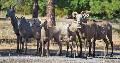 Bighorn sheep at Flaming Gorge's Canyon Rim Campground, an RVers delight