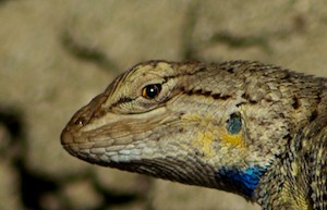 Bisti Badlands New Mexico Collared Lizard