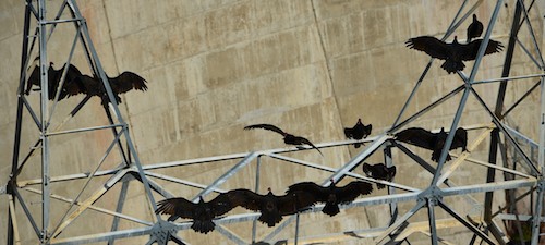 Turkey vultures dry their wings on the scaffolding outside the Flaming Gorge dam.