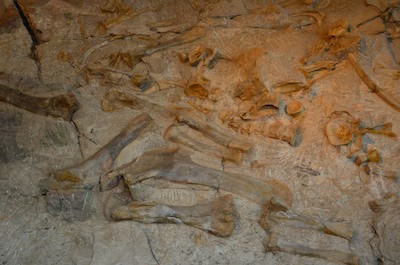 In our RV travels we found a Dinosaur graveyard at Dinosaur National Monument