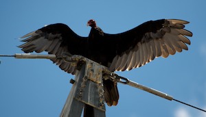 A turkey vulture at Flaming Gorge Dam