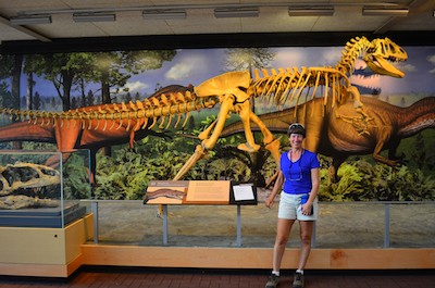 A reconstructed dinosaur skeleton at Dinosaur National Monument