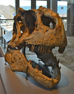 A skull on display at Dinosaur National Monument