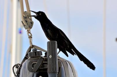 A grackle sits on our outboard in Marina Chahue Huatulco Mexico
