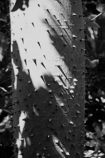 Hagia Sofia Huatulco (sailing blog) ceiba tree thorns