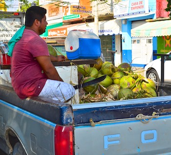 coconuts in back of truck huatulco sail mexico blog