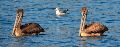 Papanoa anchorage pelicans sail blog