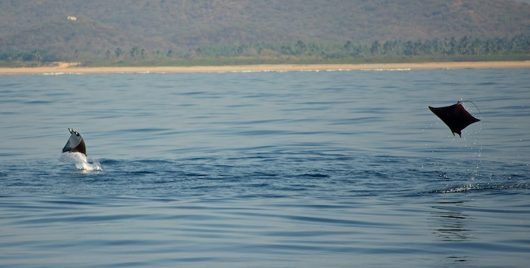 Manta rays leaping Mexico sailing blog