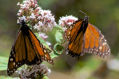 El Rasario Monarch butterflies Morelia Mexico living aboard blog