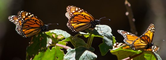 El Rasario Monarch butterflies Morelia Mexico living aboard blog