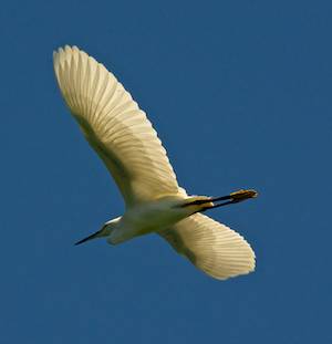 Snowy egret flying
