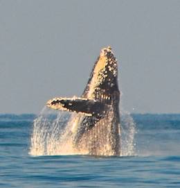 Whale breach Puerto Vallarta