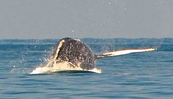 Humpback Whale breaching Puerto Vallarta