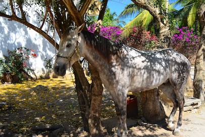 La Cruz Mexico horse in yard