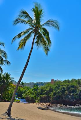 Palm tree on Playa Rosa Careyes