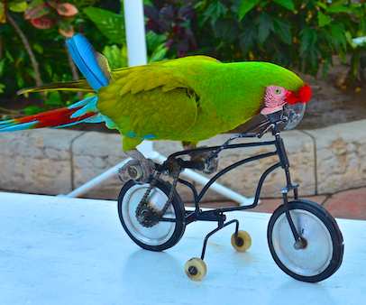 military macaw on bike