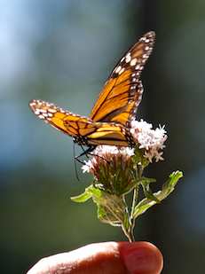 Monarch Butterfly migration Morelia Mexico