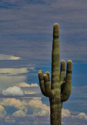 Saguaro cactus in the clouds