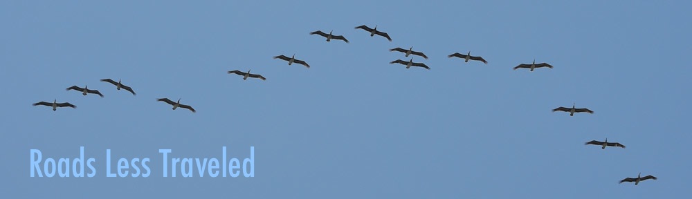 Pelicans flying in formation