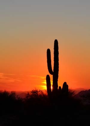 Arizona sunset with saguaro