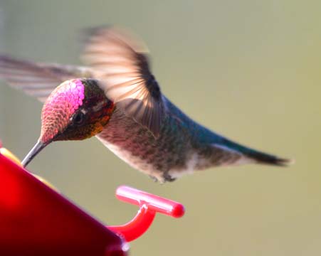 Hummingbird lands at our feeder
