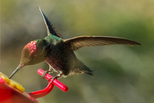 Hummer wings in focus high isd