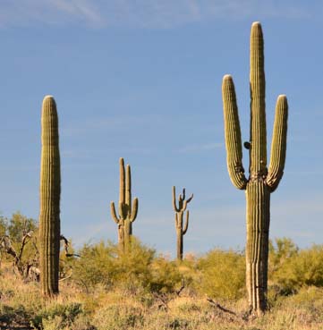 Saguaro cactus in the Sonoran Desert