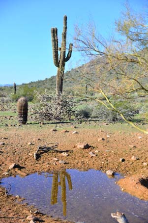 Saguaro cactus reflected in pool
