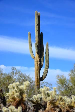 Saguaro cactus, master of the Sonoran desert