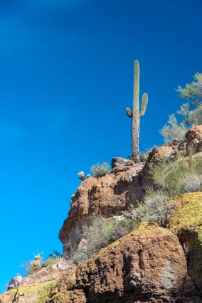 Saguaro cactus looks down from top
