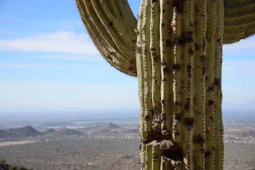 Saguaro cactus with valley below