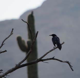 Mexican boat tail grackle
