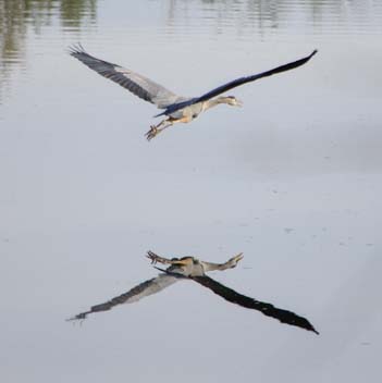 Blue heron flying