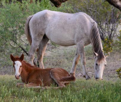 Baby wild horse with mom