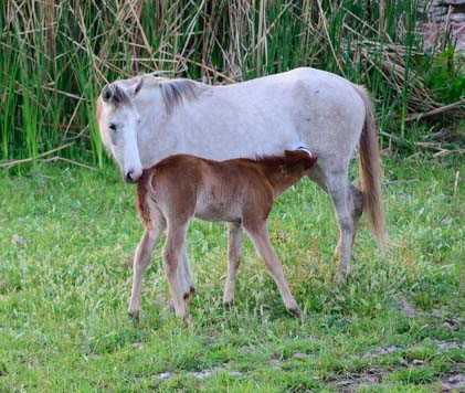 Baby colt nurses from its mother