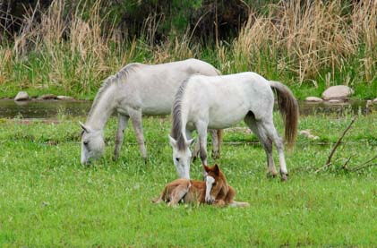 Wild horses grazing with a colt