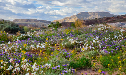 Fields of wildflowers in Southern Utah