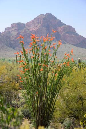 Flowering ocotillo and mountain in Arizona