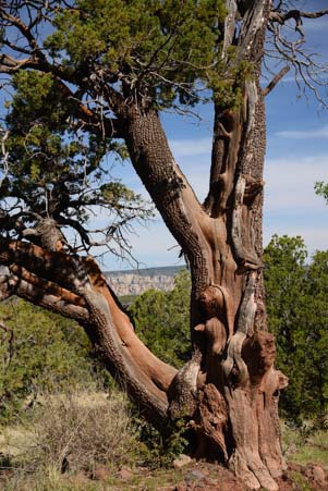 Exotic pine tree on Schnebly Hill Road Flagstaff Arizona