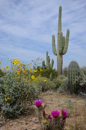 Saguaro and wildflowers